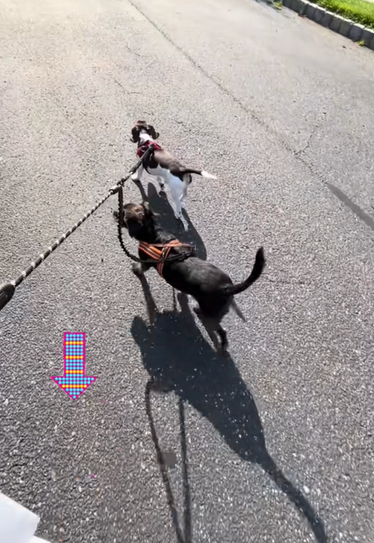 IYOSHOP Dual Dog Leash: Healing Through Safety, Routine, and Companionship